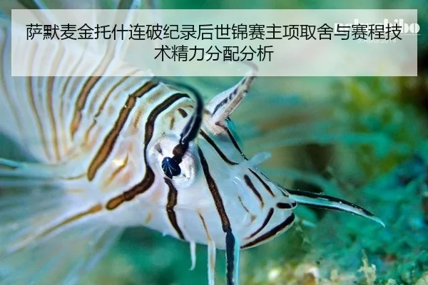 sa-mo-mai-jin-tuo-shen-lian-po-ji-lu-hou-shi-jin-sai-zhu-xiang-qu-she-yu-sai-cheng-ji-shu-jing-li-fen-pei-fen-xi-2-901.jpg